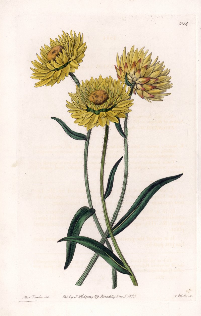 Xerochrysum variete, Avustralya