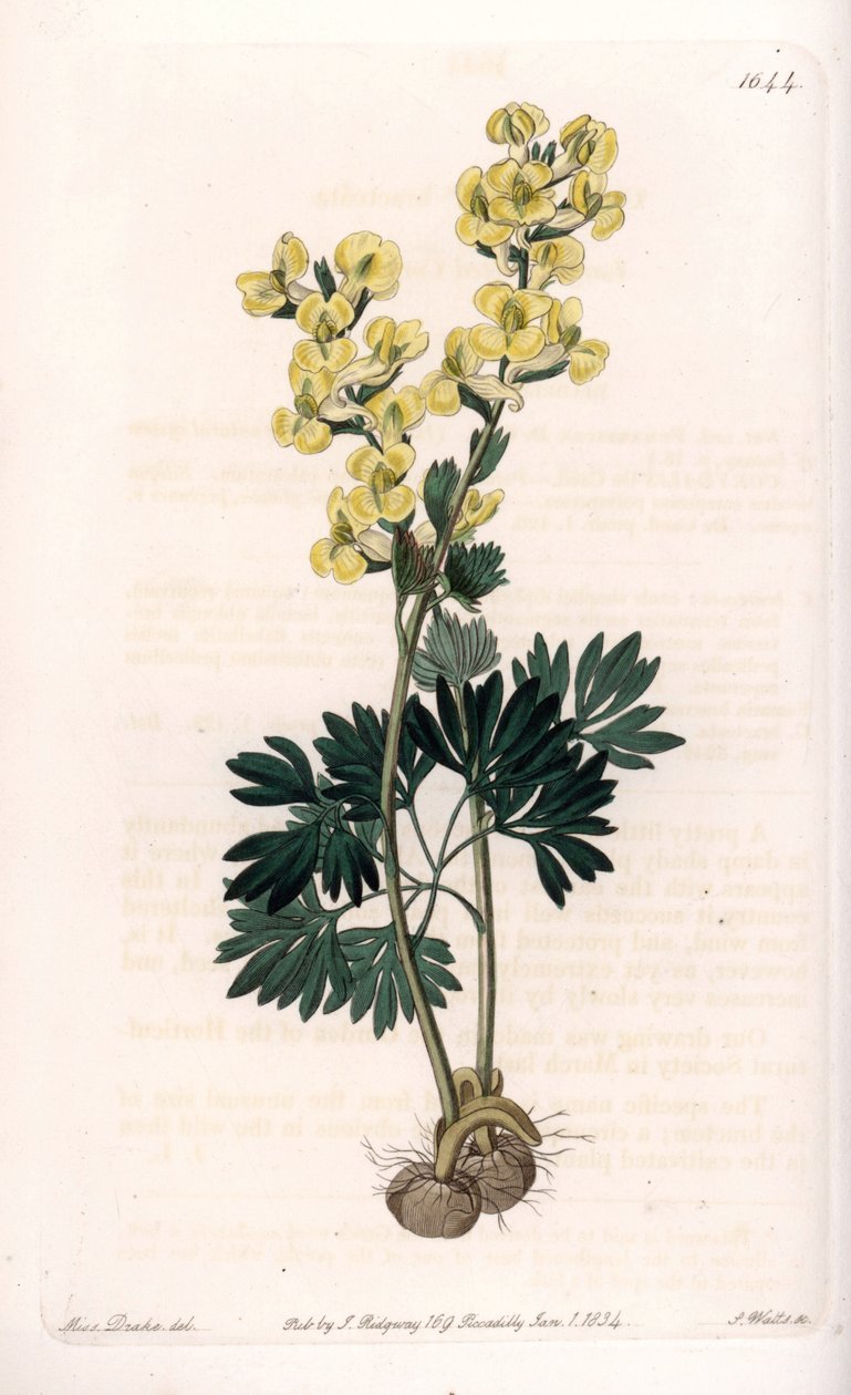 Sarı çiçekli corydale variete - S.Watts tarafından oyulmuş, Sarah Anne Drake (1803-1857), Sydenham Edwards Botanik Kaydı