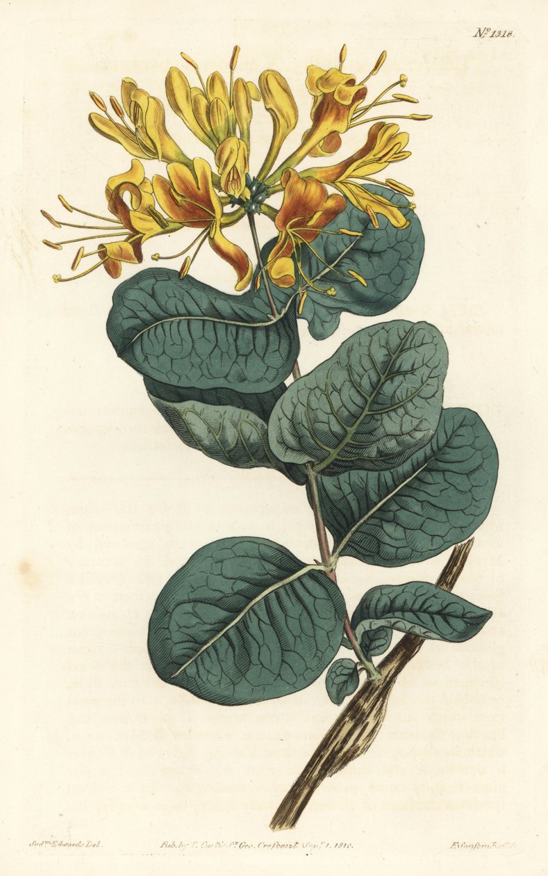Sarı çiçekli odunsu, Lonicera flava. William Curtis