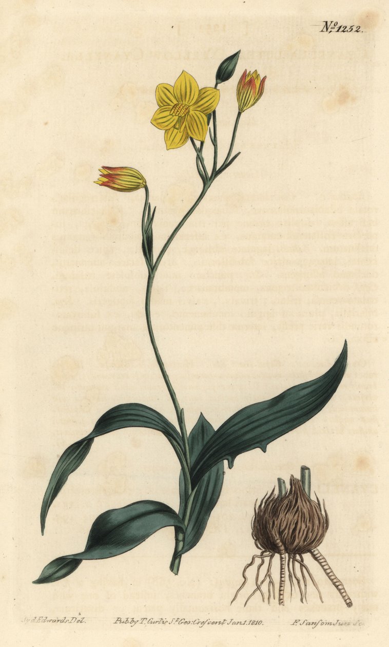 Sarı cyanella, Cyanella lutea. William Curtis