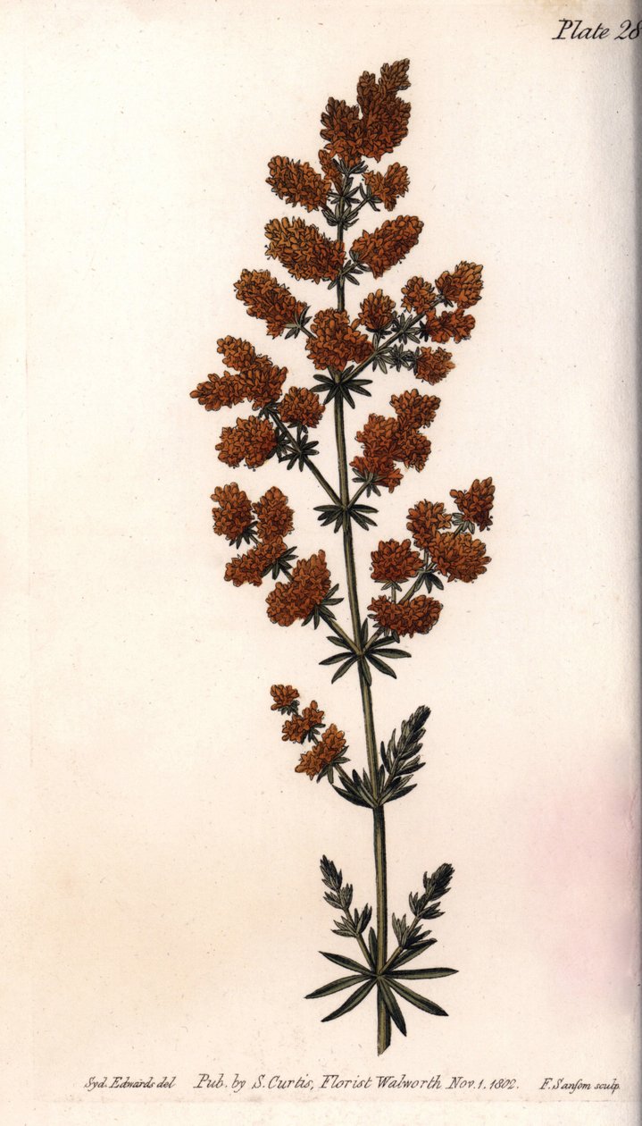 Sarı gaillet veya sarı süt bıldırcını. Renkli bakır gravür, Sydenham Edwards (1768-1819) tarafından Botanik Konferansları için illüstrasyon, Lambeth Botanik Bahçesi (İngiltere) by Sydenham Teast Edwards