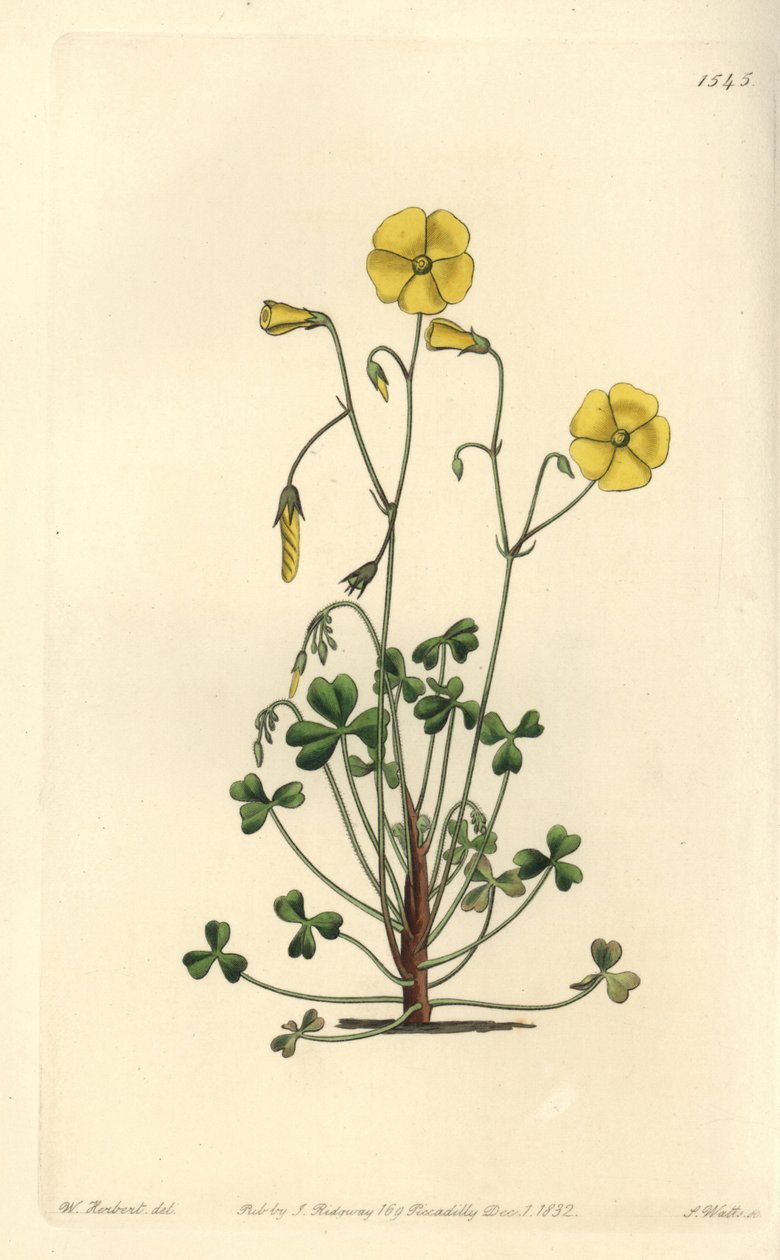 Sarı orman kuzukulağı, Oxalis micrantha (Cumming