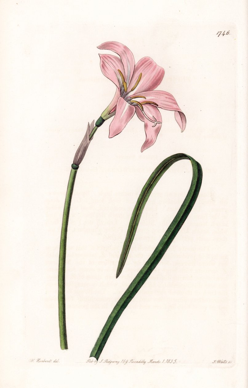 Zephyranthes melez çeşidi - S.Watts tarafından oyulmuş plaka, Sarah Anne Drake (1803-1857), Sydenham Edwards Botanik Kaydı