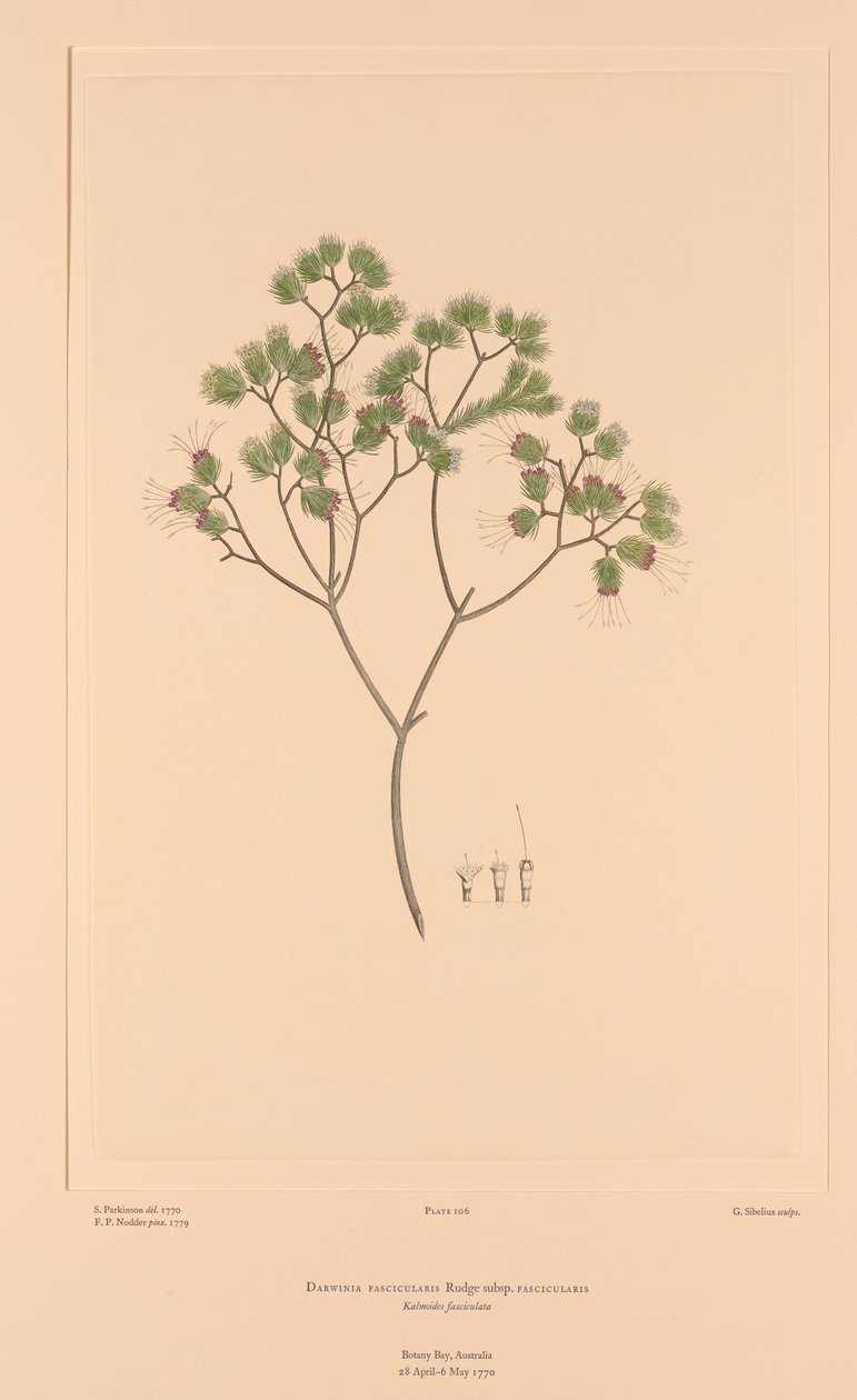  by Sydney (after) Parkinson