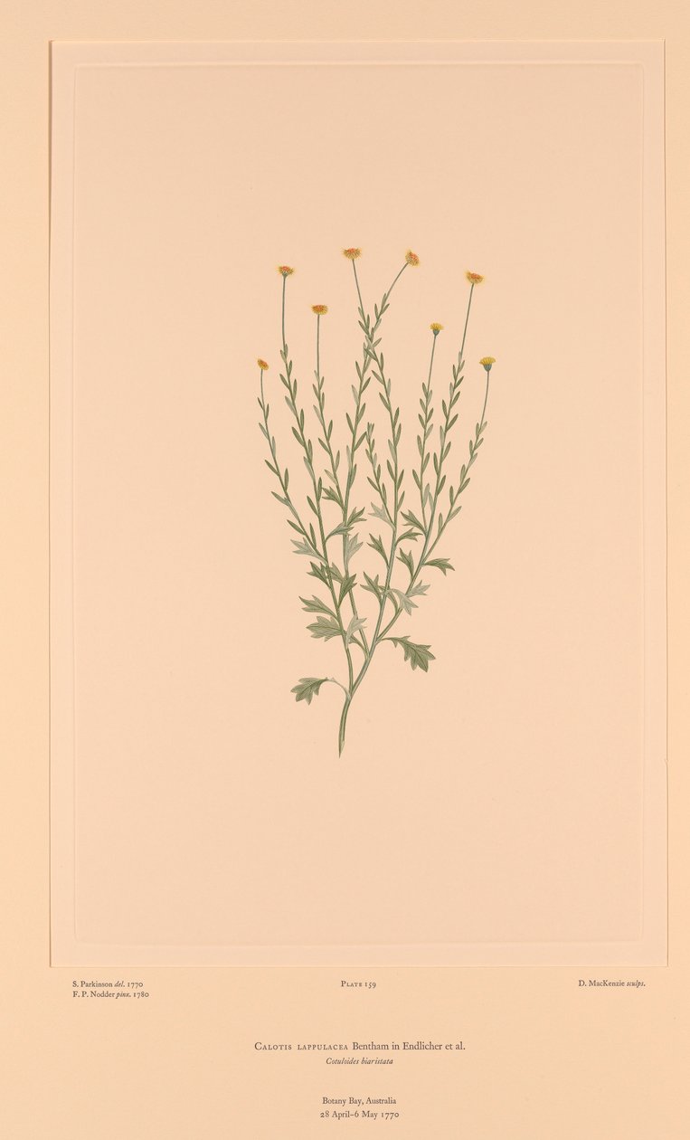  by Sydney (after) Parkinson