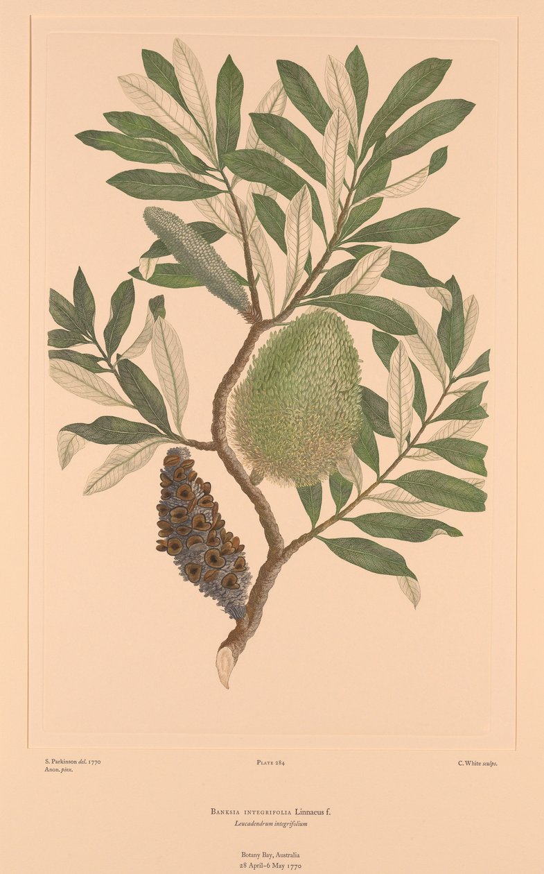  by Sydney (after) Parkinson