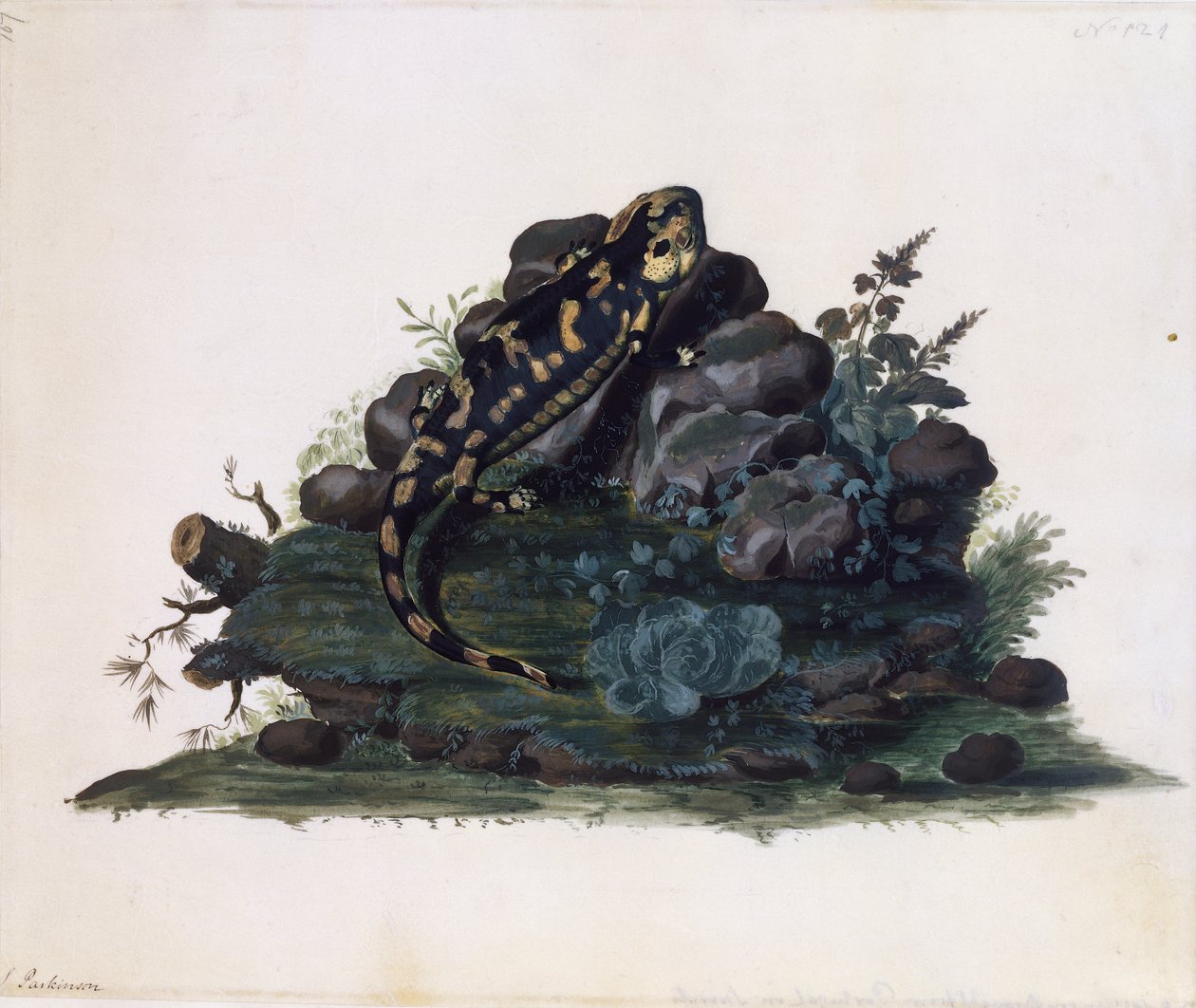 Semender, sulu boya, Sidney Parkinson (yaklaşık 1745-1771), Birleşik Krallık by Sydney Parkinson