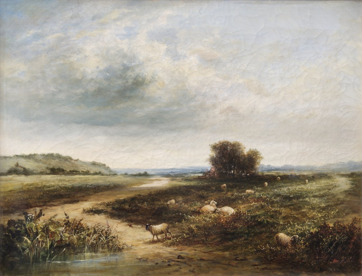 Ortak Koyun by T. K. Atkinson
