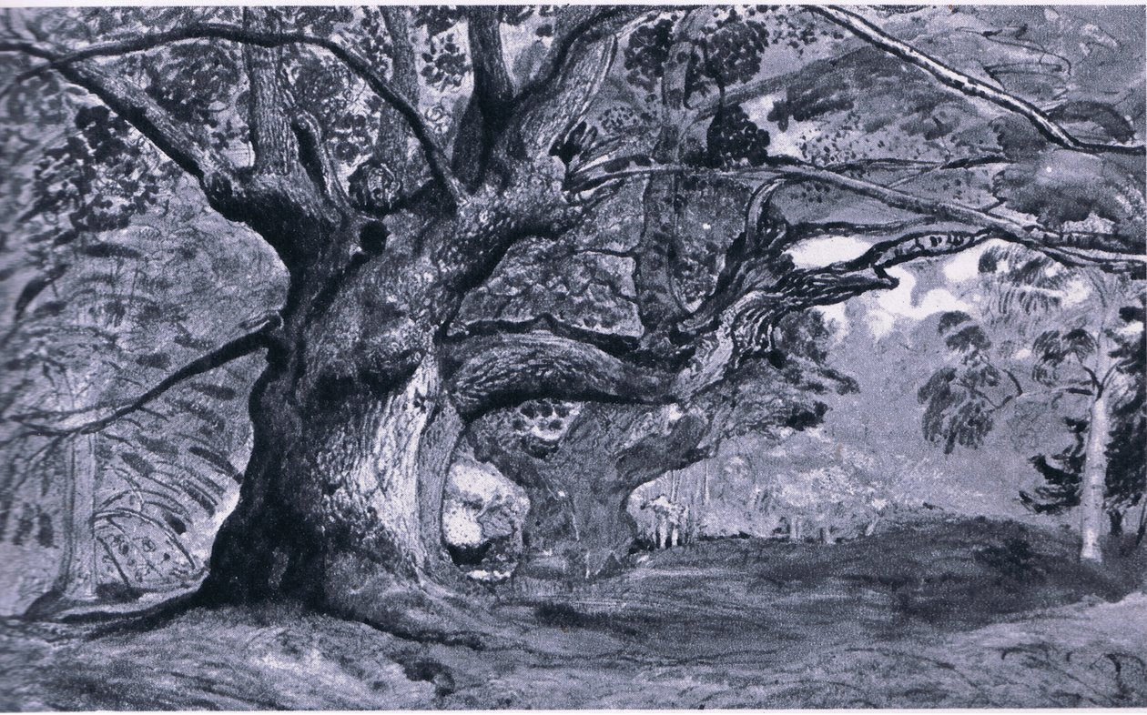 Panshanger Oak, Hertfordshire, İngiltere