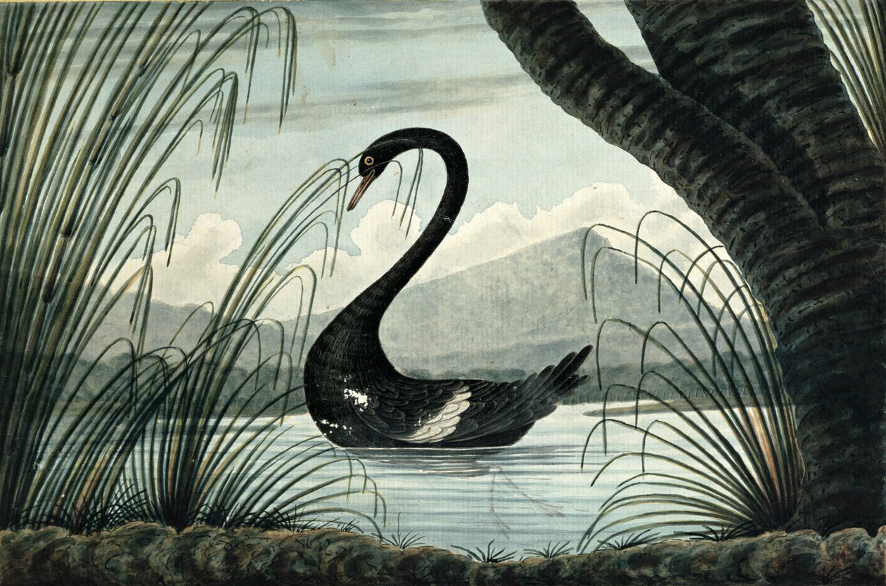 The Black Swan, 1813  by T.R. Browne