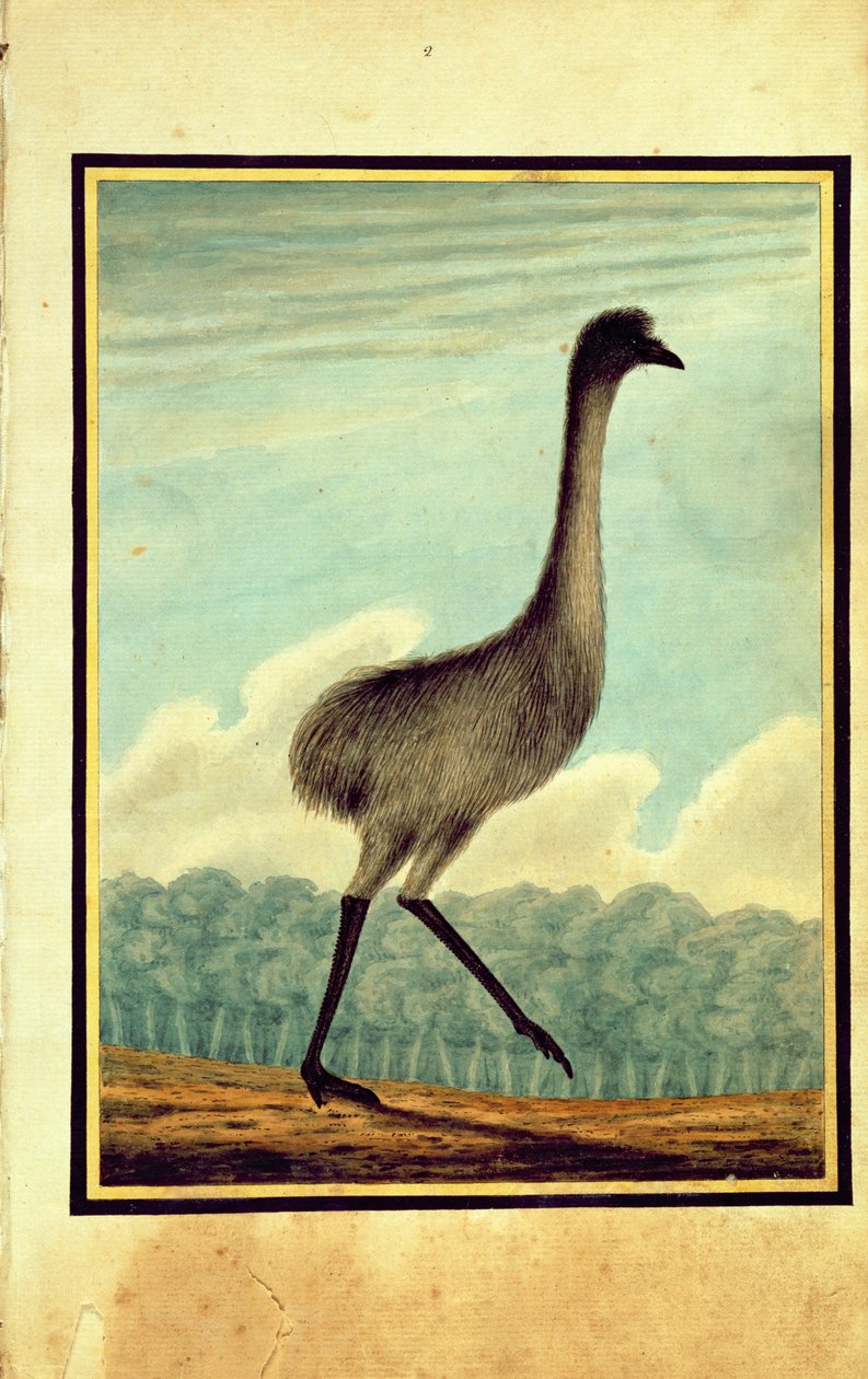 Emue (sic), 1813 by T.R. Browne