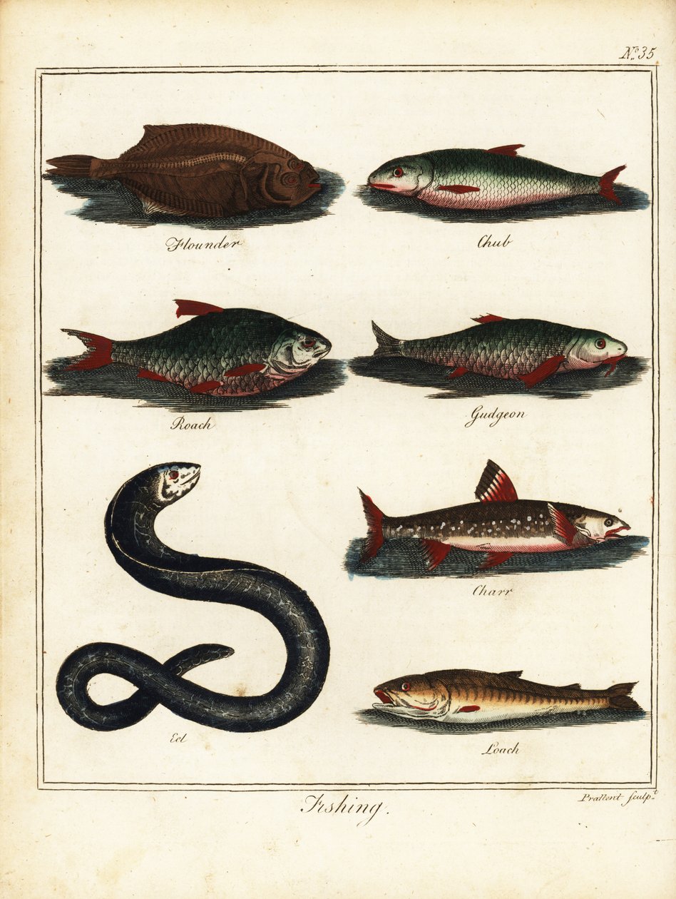 Balık tutma: pisi balığı, kefal, hamamböceği, gudgeon, charr, yılan balığı, çoprabalığı. 1792 (gravür) by T. Prattent