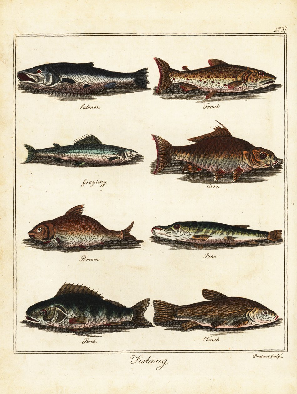 Balık tutma: somon, alabalık, grayling, sazan, çipura, turna, levrek, tenc 1792 (gravür) by T. Prattent