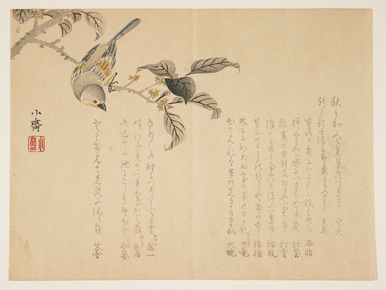 Bird on a branch (colour woodblock print) by Tanomura Shsai