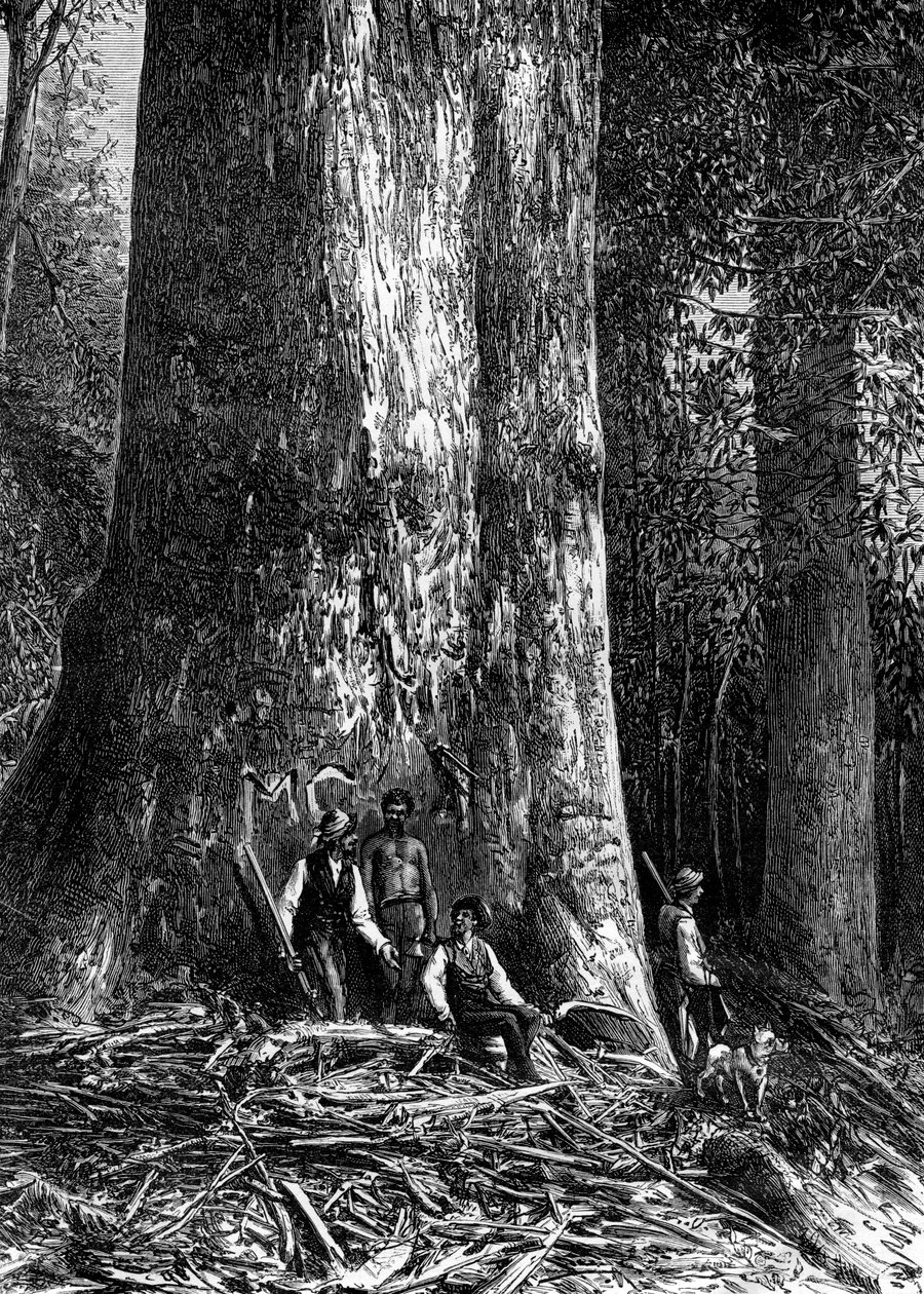 Dev okaliptüs, Avustralya, 1886 by Taylor