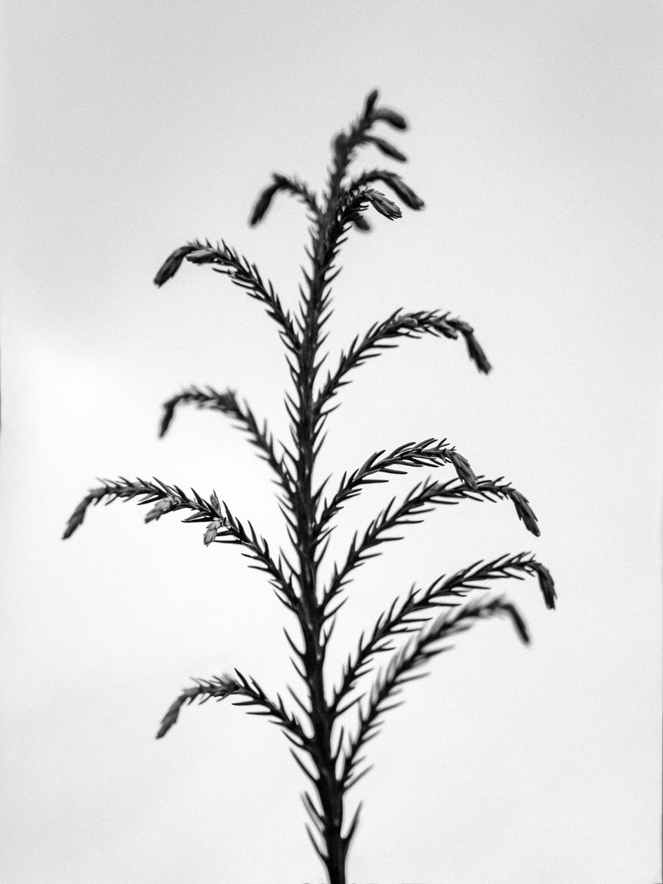 Çiçeklerin Arasında 31, 2021 (s/b fotoğraf) by Teis Albers