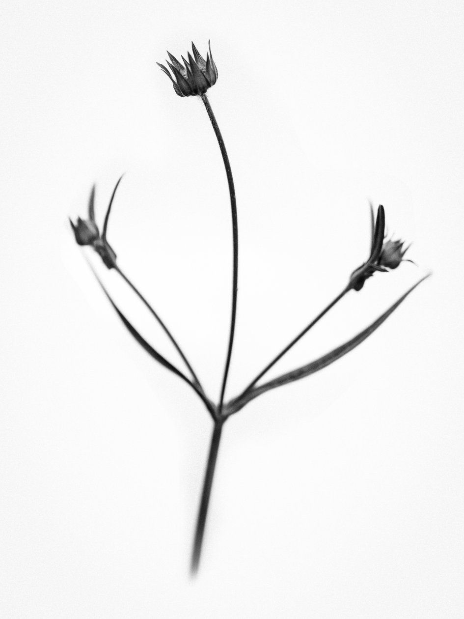 Çiçeklerin Arasında 34, 2021 (s/b fotoğraf) by Teis Albers