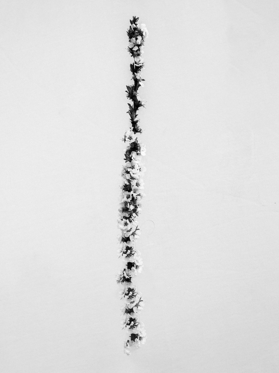Çiçekler Arasında 58, 2021 (s/b fotoğraf) by Teis Albers