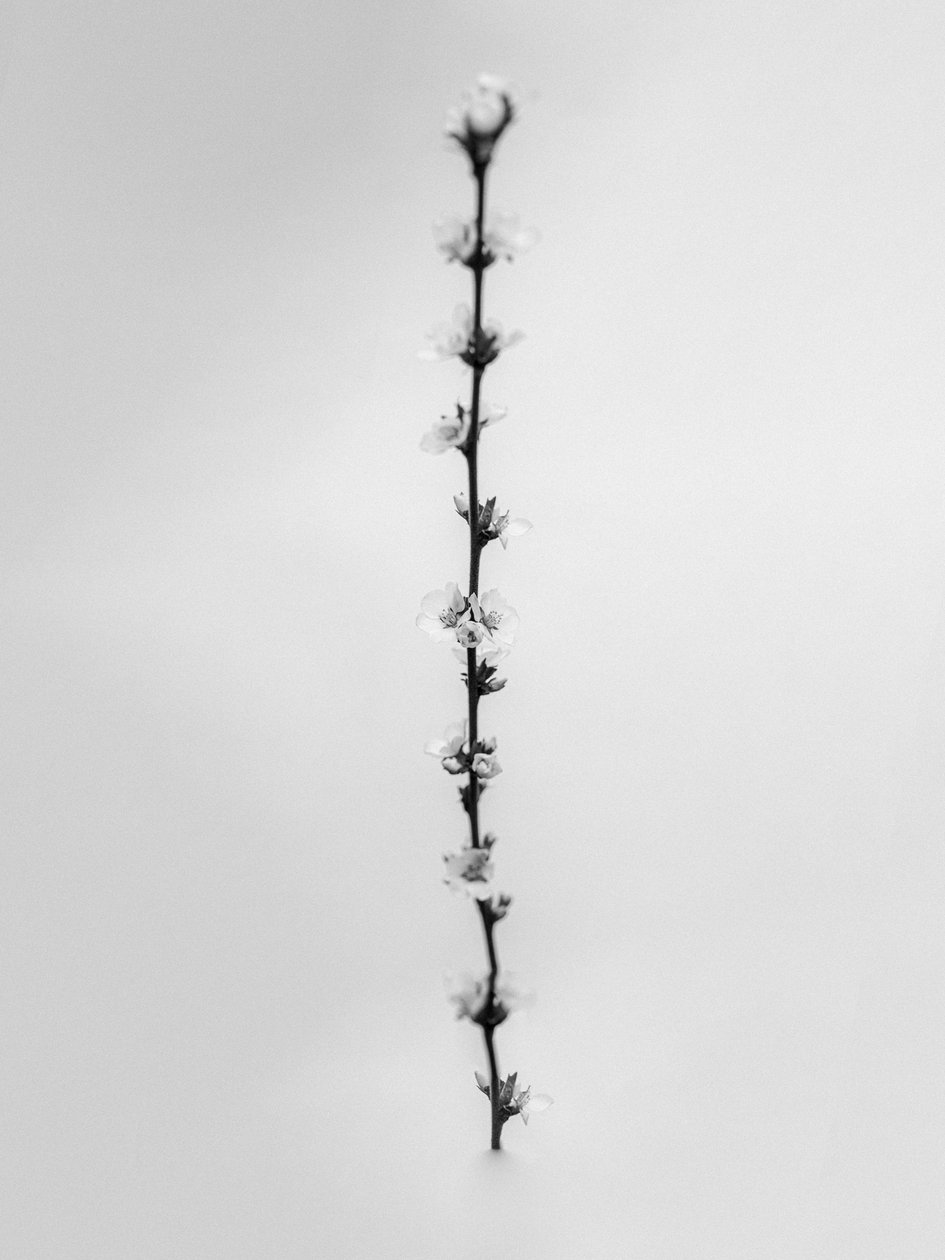 Çiçeklerin Arasında 61, 2021 (s/b fotoğraf) by Teis Albers