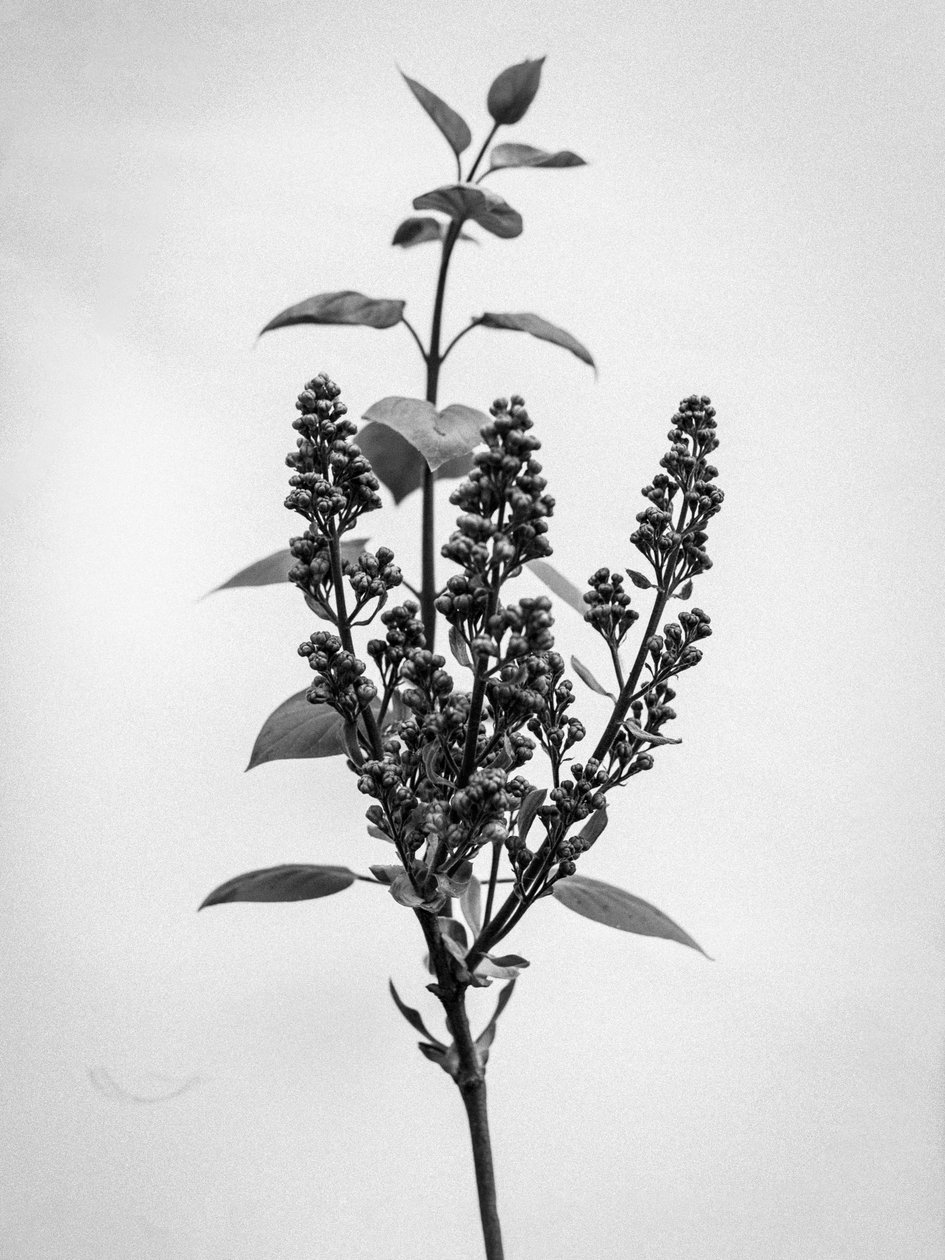 Çiçeklerin Arasında 66, 2021 (s/b fotoğraf) by Teis Albers