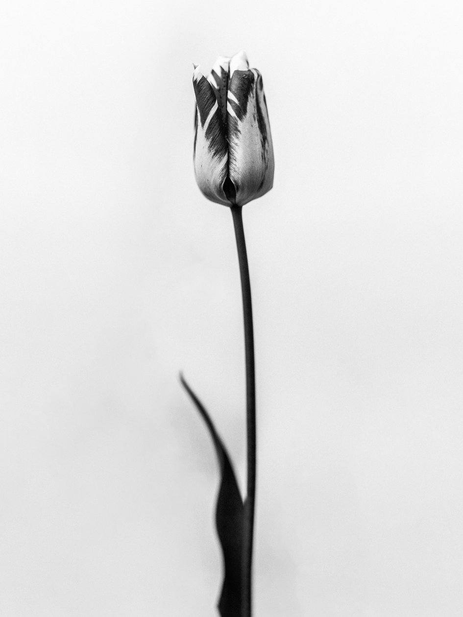 Çiçeklerin Arasında 70, 2021 (s/b fotoğraf) by Teis Albers
