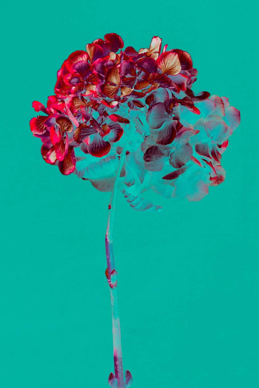 Ortanca, 2018 (fotoğraf) by Teis Albers