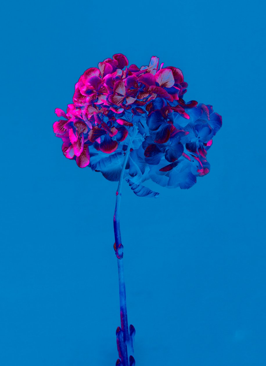 Ortanca 2, 2019 (fotoğraf) by Teis Albers
