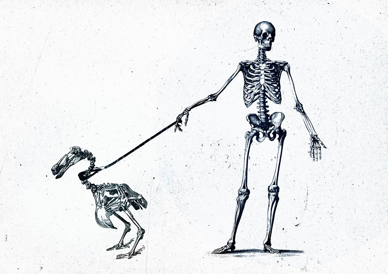 Dodo