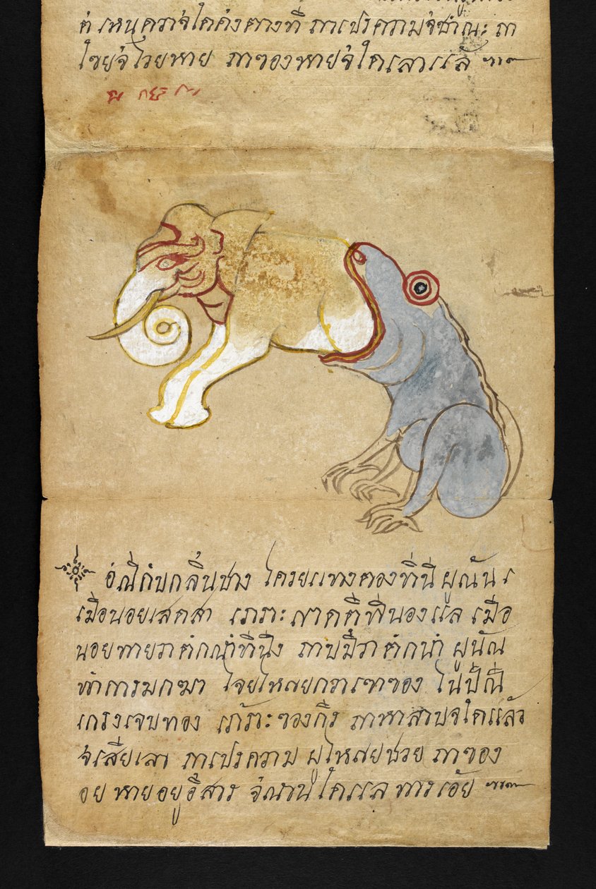 Veya. 16482, f.12 Fil yiyen kurbağa, 