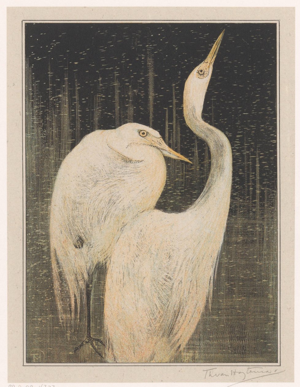 iki ak balıkçıl by Theo van Hoytema (signed by artist)