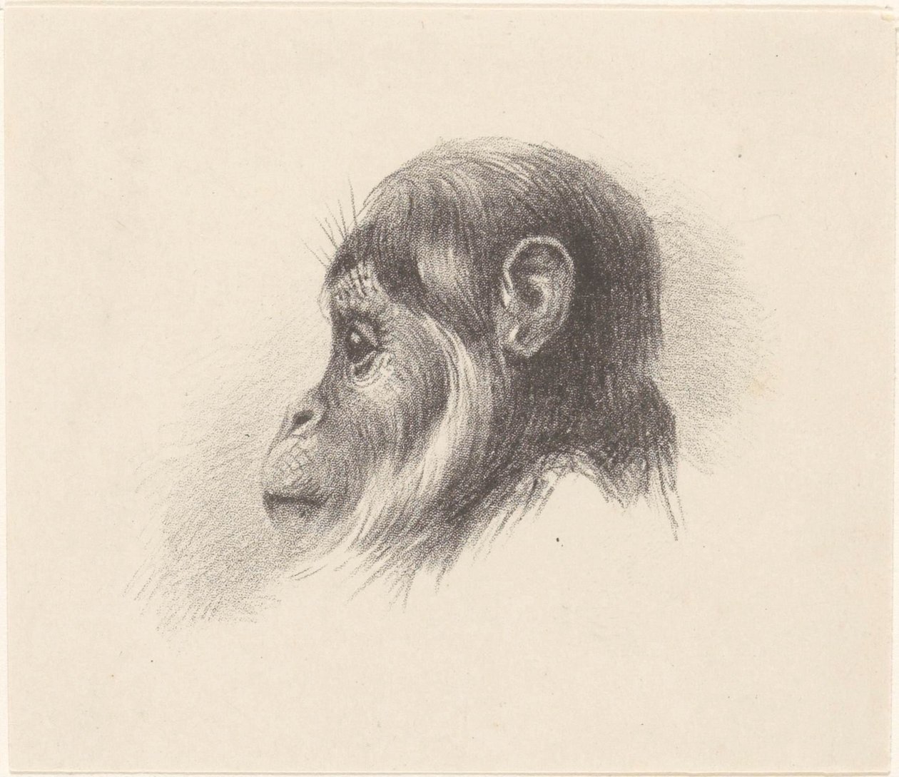 maymun kafası by Theo van Hoytema