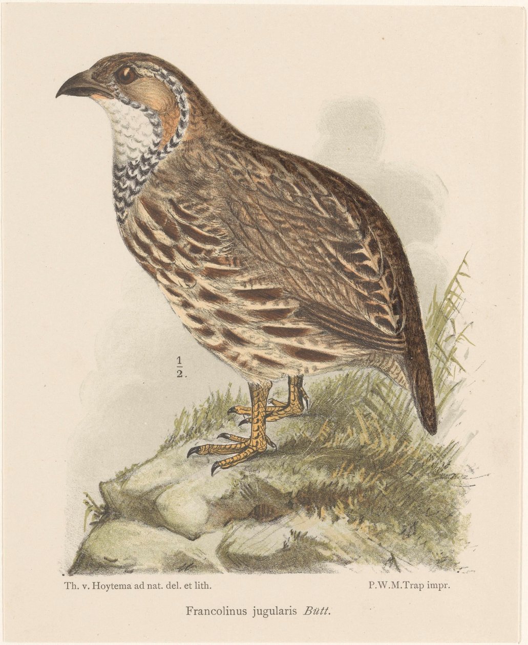 Keklik (francolinus jugularis) by Theo van Hoytema