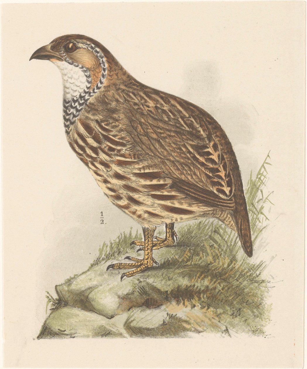 Keklik (francolinus jugularis) by Theo van Hoytema