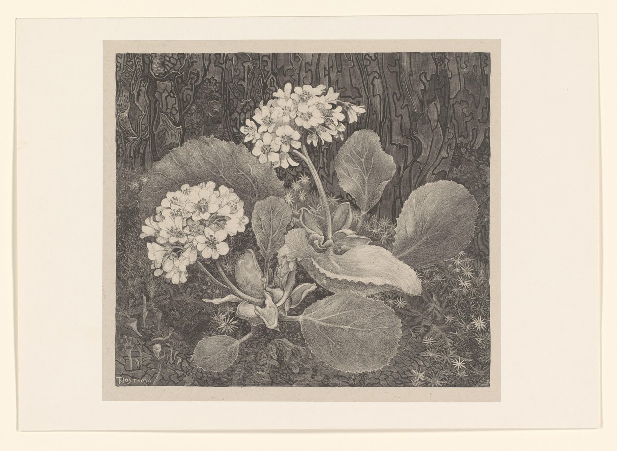 Yosun Çiçek çalışmalarında Primula (orijinal seri başlığı) by Theo van Hoytema