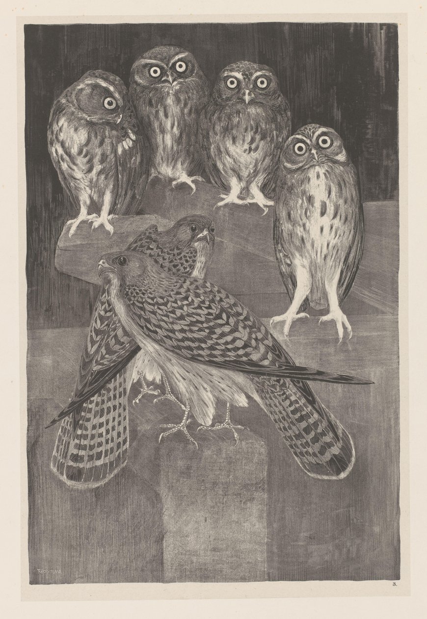 Dört küçük baykuş ve iki kerkenez Animal Studies (orijinal seri adı) by Theo van Hoytema