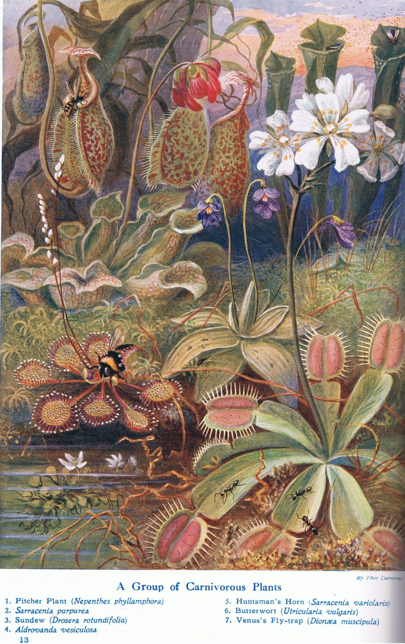 ಮಾಂಸಾಹಾರಿ ಸಸ್ಯಗಳು, ಕ್ಯಾಸೆಲ್, ಲಂಡನ್, 1914 ಟರ್ಕ್‌ನಿಂದ ಪ್ರಕಟವಾದ 