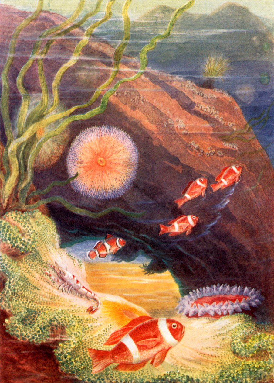  by Theobald Carreras