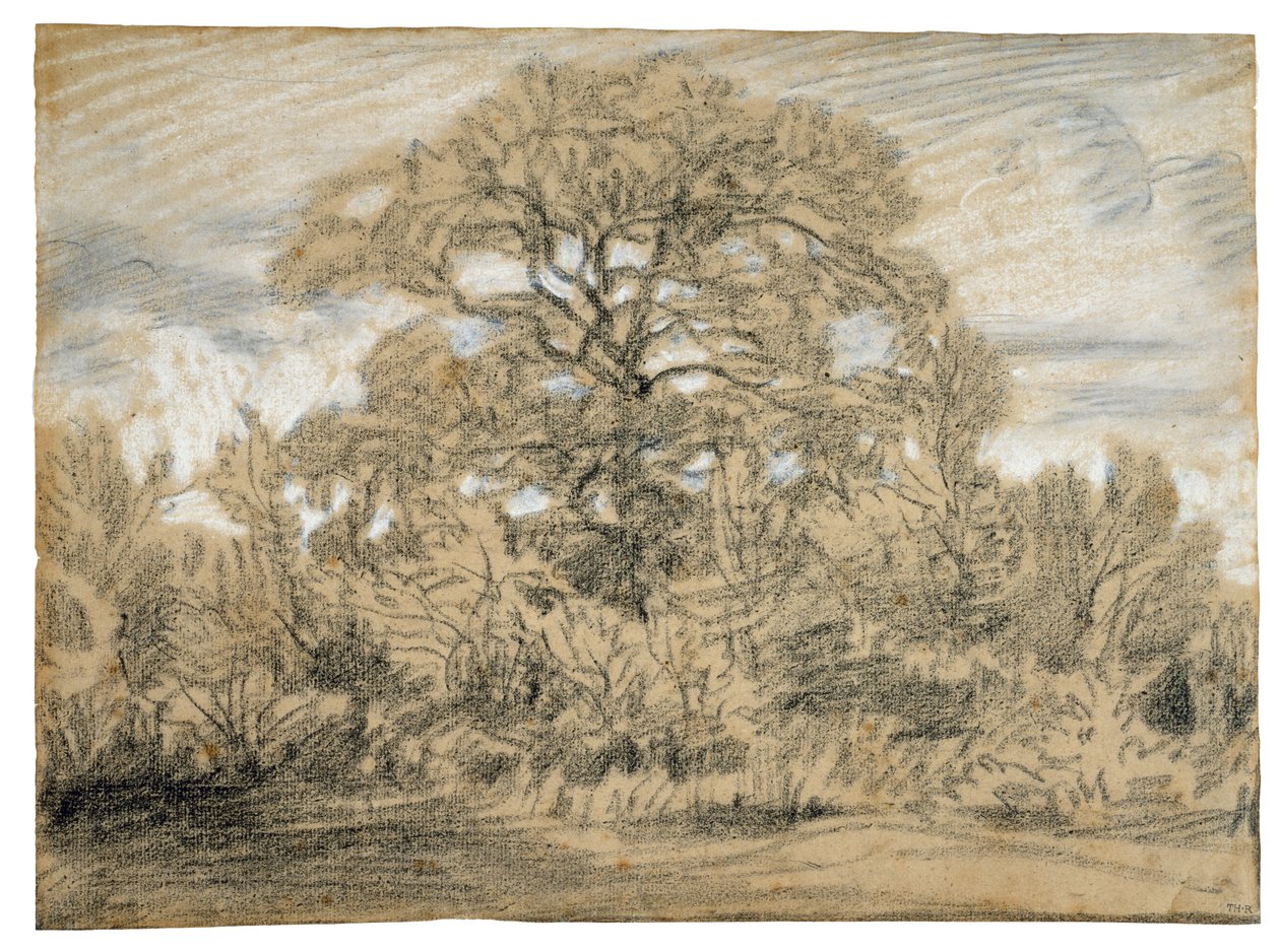 Meşe Ağacı Çalışması, c.1862 (döşemeli kağıt üzerine siyah beyaz tebeşir) by Pierre Etienne Theodore Rousseau