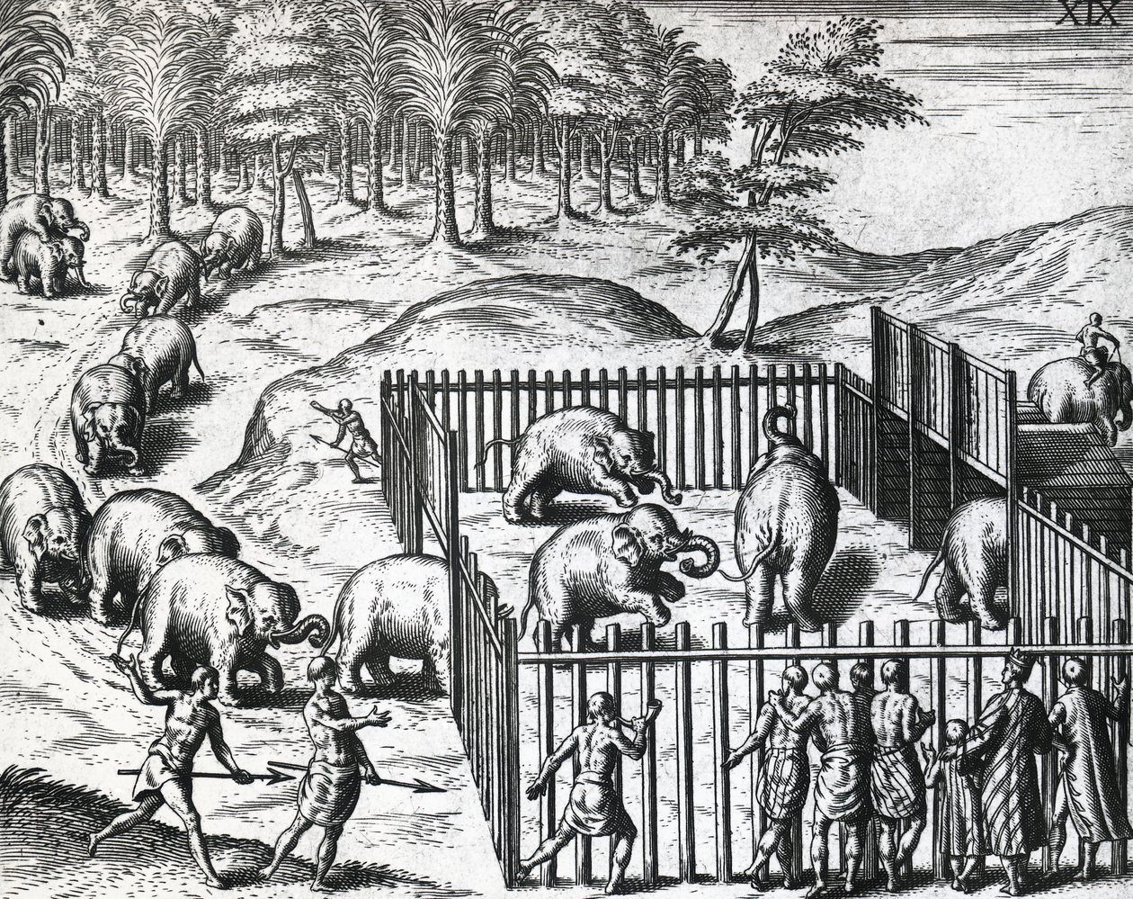 Pegu krallığında fil avı, şimdi Myanmar, Theodor de Bry (1528-1598), gravür by Theodore de Bry