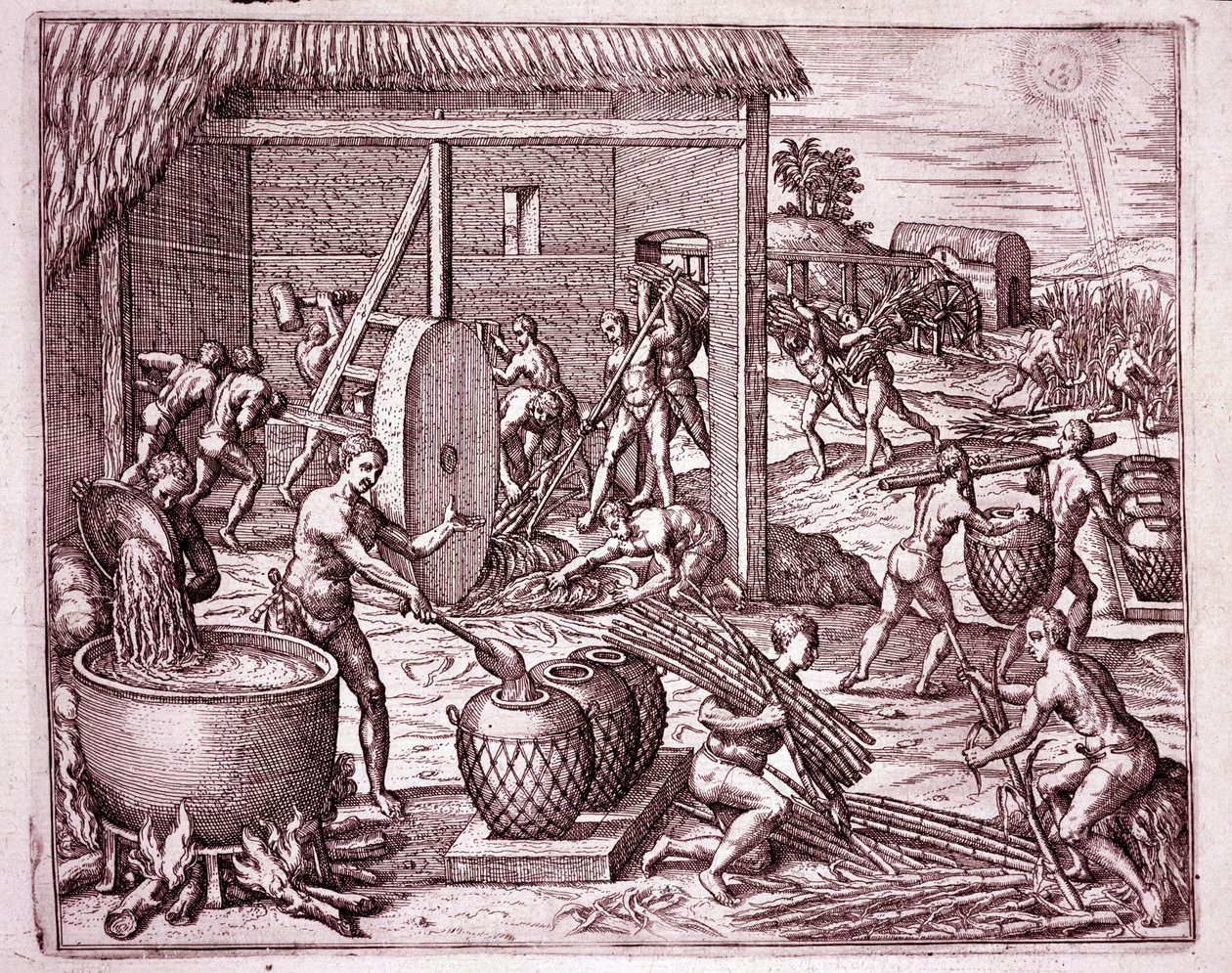 Amerika Tarihi: İspanyol fatihler için çalışan Hintli köleler tarafından şeker kamışı hasadı ve şeker üretimi (Gravür by Theodore de Bry