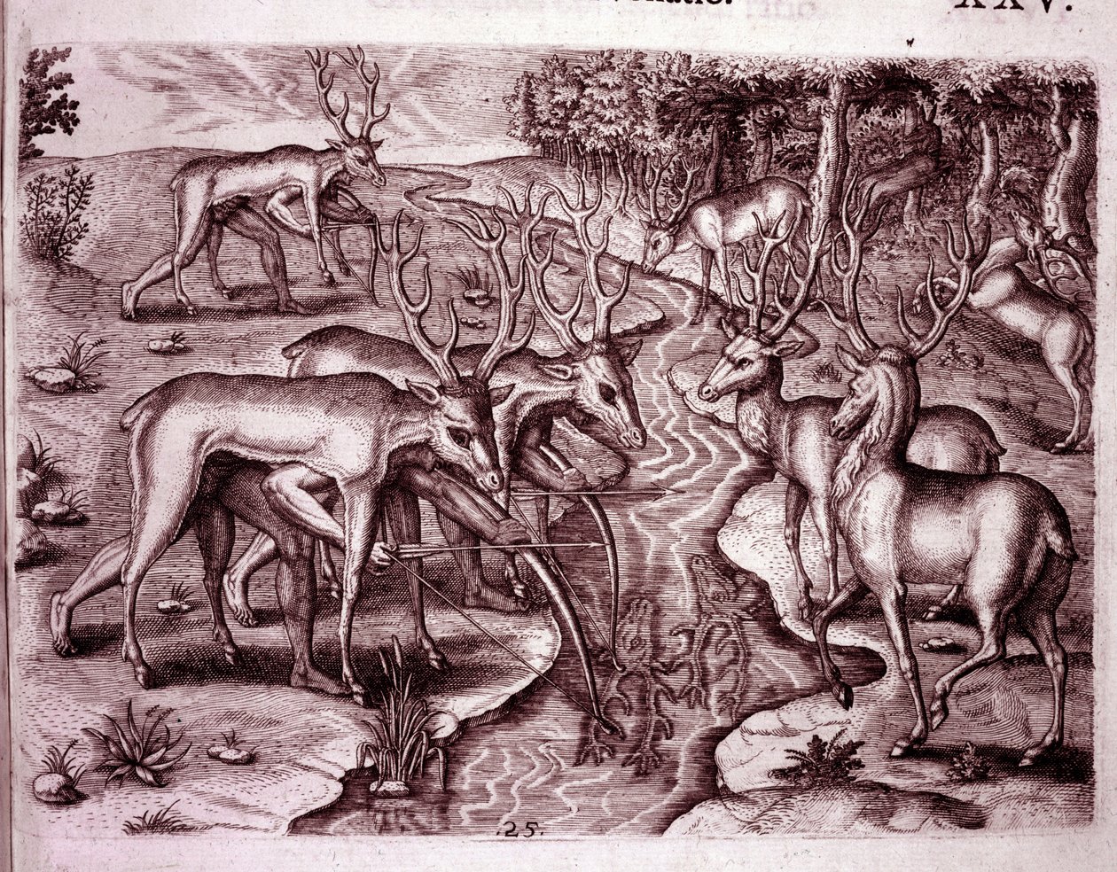 Diğer geyikleri avlamak için geyik derileri kullanan Kızılderililer (Gravür by Theodore de Bry