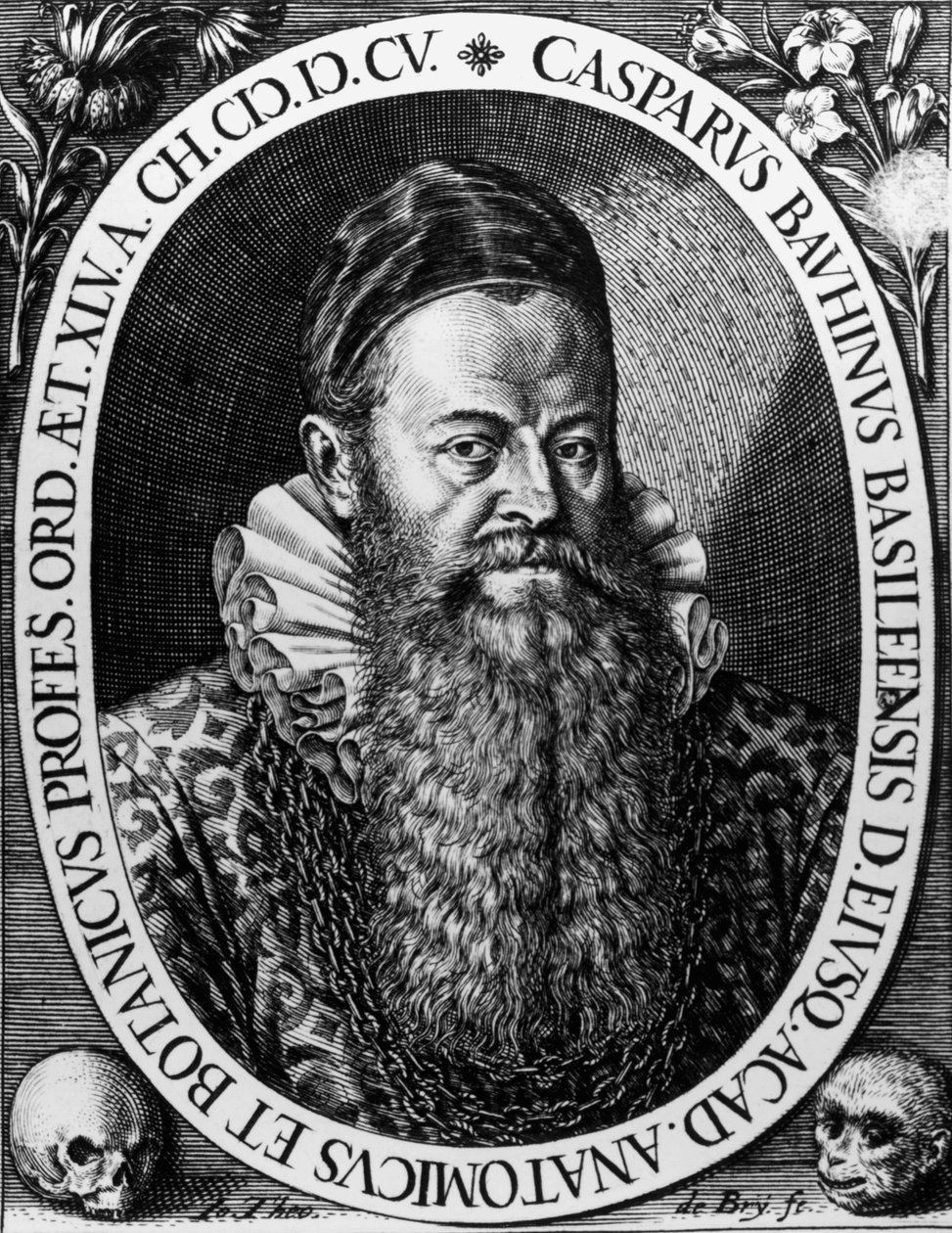 Theodore de Bry tarafından Gaspard BAUHIN (1560-1624) İsviçreli Botanist Gravür Portresi by Theodore de Bry
