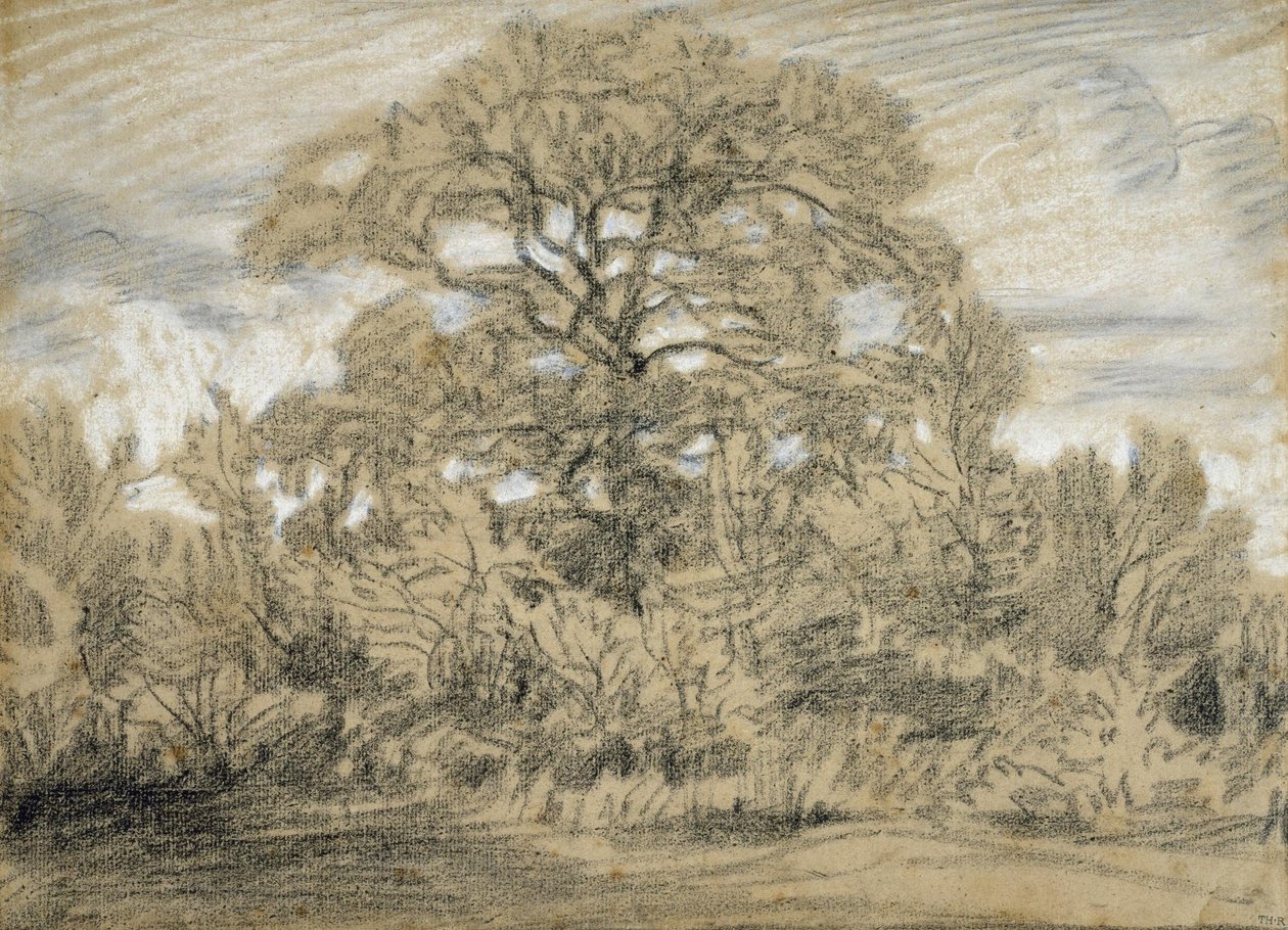 Meşe Ağacı Çalışması by Pierre Etienne Theodore Rousseau