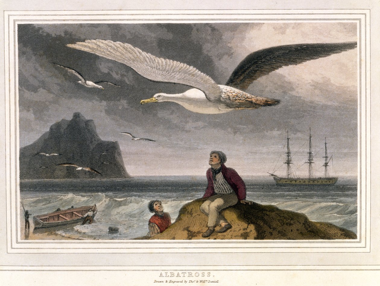 Albatros, bar. Londra 1810 (renkli litografi) by Thomas und William Daniell