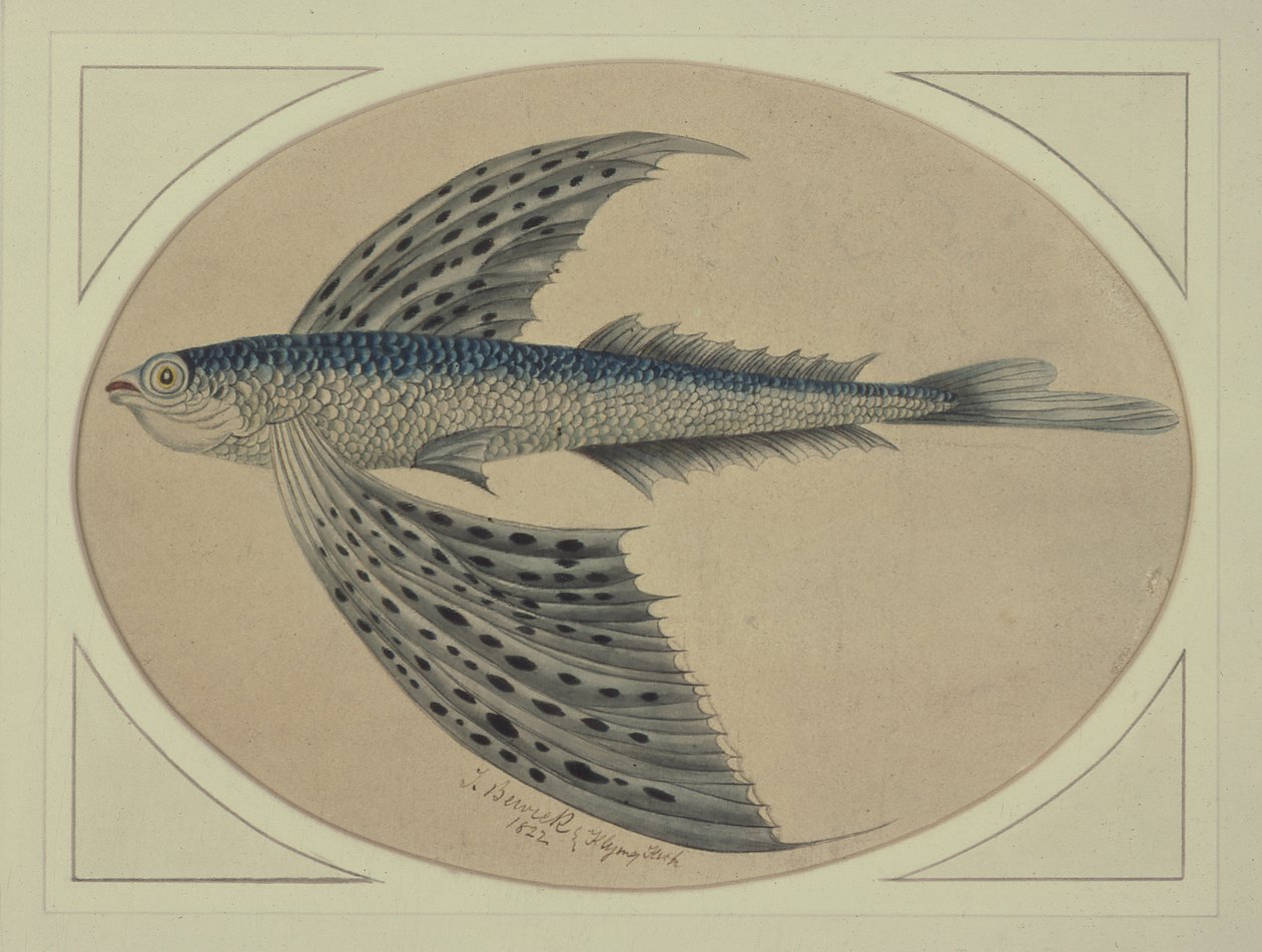 Uçan Balık by Thomas Bewick