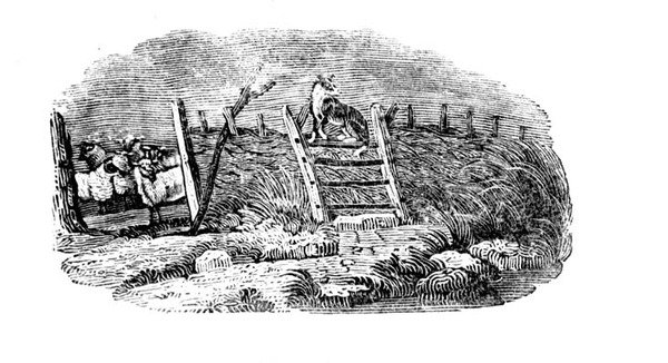 İngiliz Kuşları ve Dört Ayaklılar Tarihinden Bir Koyun Köpeği ve Koyun Kıvrımı by Thomas Bewick
