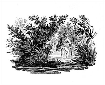 Land Birds