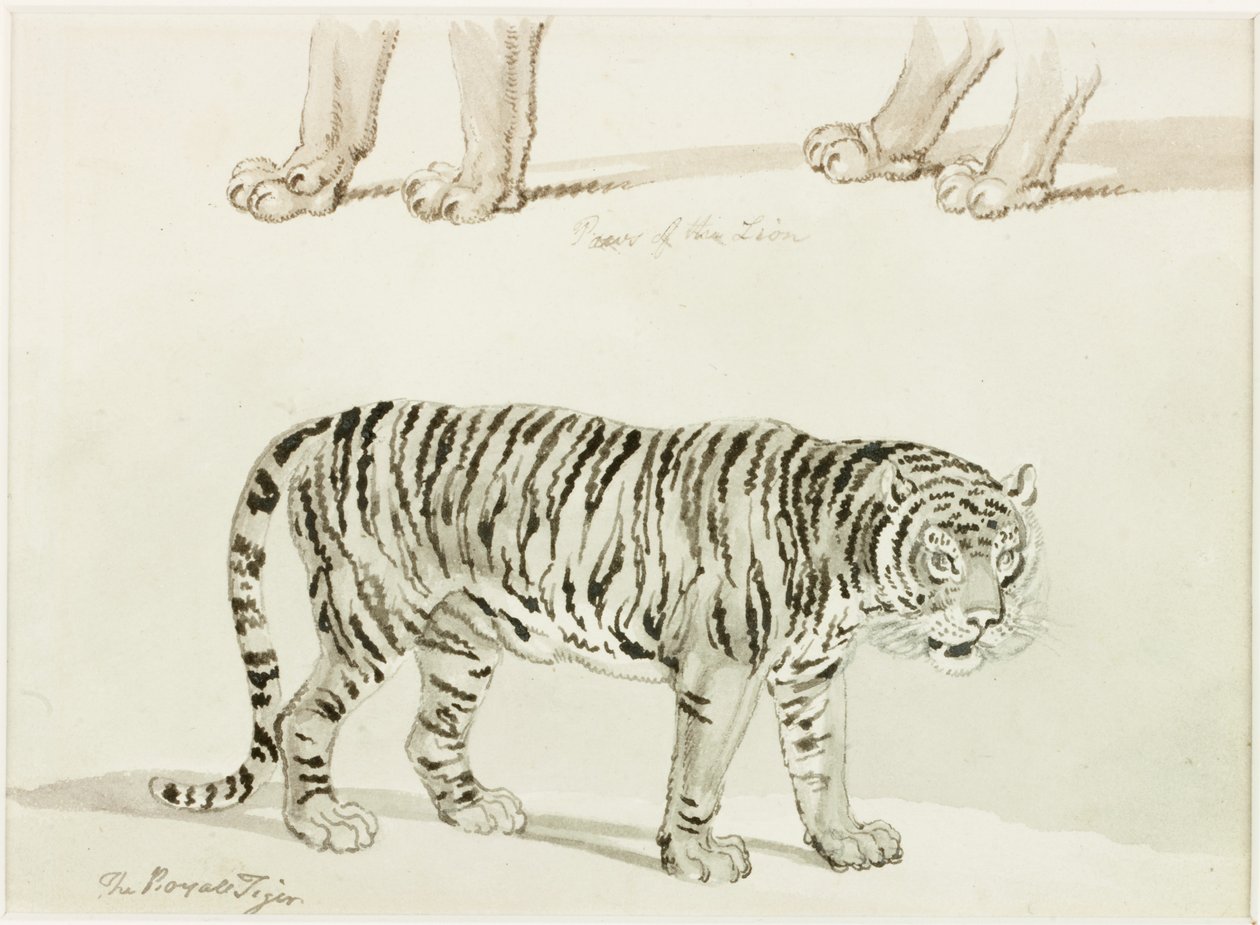 ರಾಯಲ್ ಟೈಗರ್ (ಕಾಗದದ ಮೇಲೆ ಶಾಯಿ) ಟರ್ಕಿ by Thomas Bewick