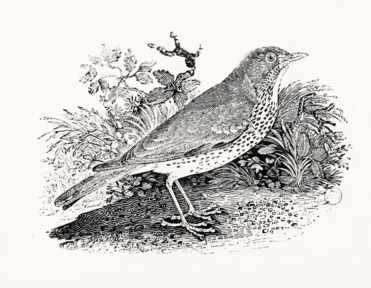 İngiliz Kuşları ve Dört Ayaklılar Tarihinden Gaz Ardıçağı by Thomas Bewick
