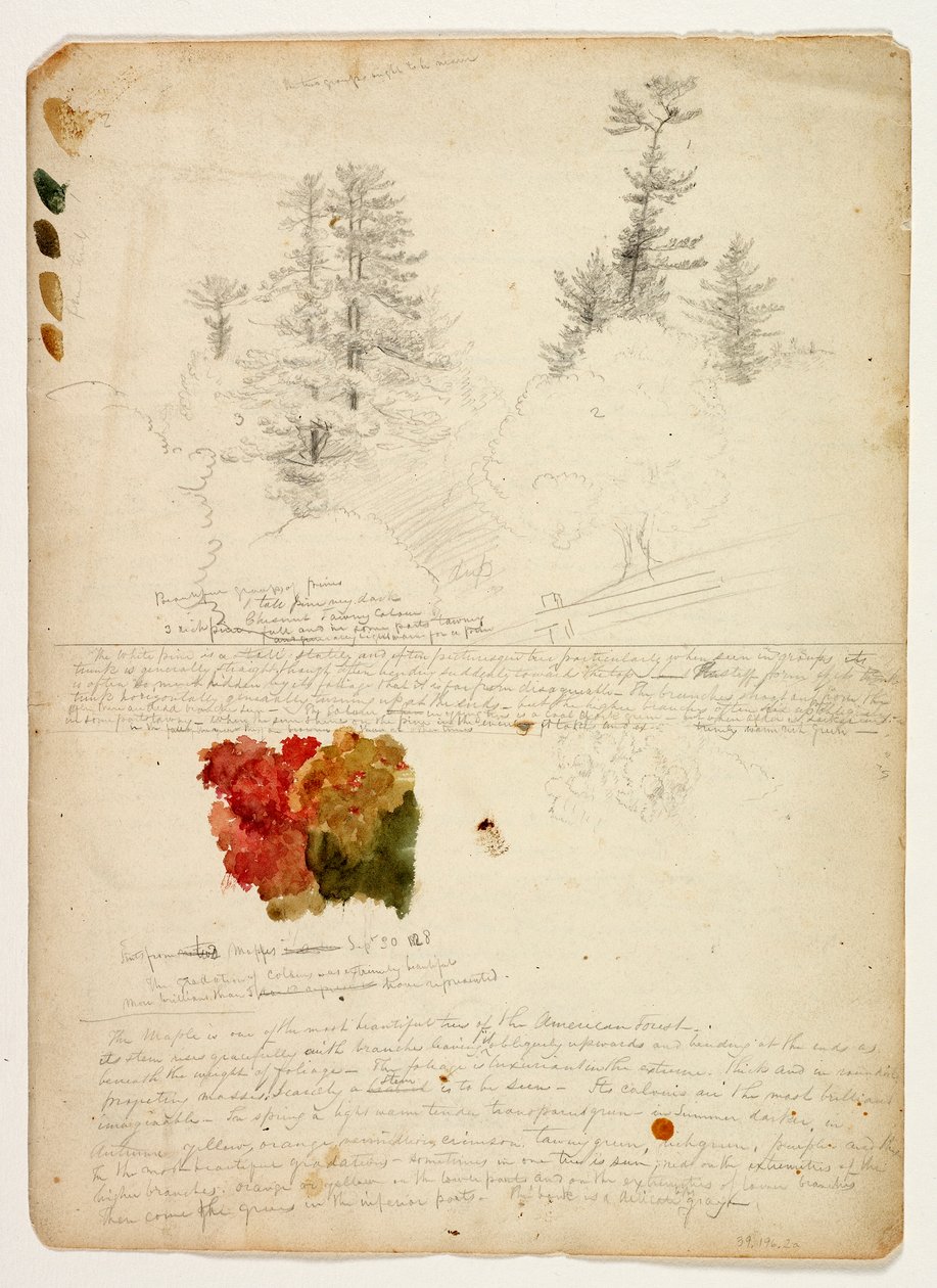 Güzel Çam Grupları; Renk tonları Maples, New Hampshire, 30 Eylül 1828 (kağıt üzerinde wc ve grafit kalem) by Thomas Cole